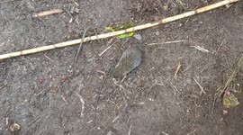 Baby bandicoot / quenda looting scraps in the chook yard