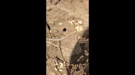 Massive red ant nest, moving eggs