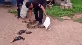Python regurgitates three chickens after being caught on farm