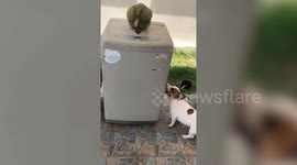 Hungry puppy tries reaching durian fruit