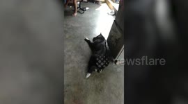 Pet dog sings along to his favourite karaoke song