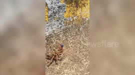 Wasp catches spider ten times its size and carries it to nest