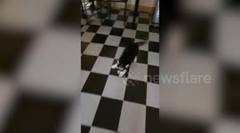 Siberian Husky dog scolded by owner for peeing on floor