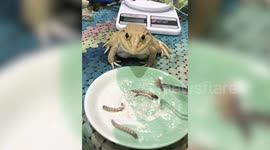 American bullfrog snacks on worms for lunch