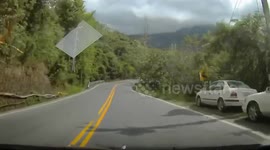 Monkeys leap across road in front of cars in Taiwan