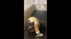 Plymouth Rock Chick Emerging From Egg