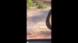 King Brown Snake aka Mulga