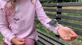 Heartwarming moment Canadian family successfully reunites lost chick with mother