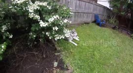 Alaskan Malamute Sojou and Risee in the garden
