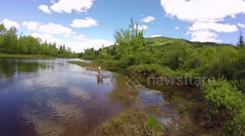Alaskan Malamute Sojou and Risee Cooling Down in River Diable