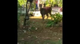 A Hungry Deer Parent Enters Human Settlements