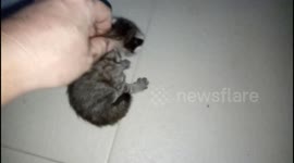 Man rescues adorable kittens trapped under hood of car