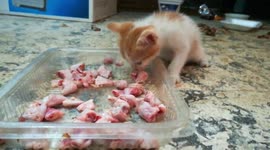 Kitty Food Challenge