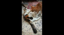 Kitty Was Attractive In Fight