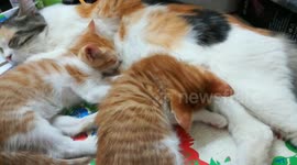 Angle Kitty Drink Milk