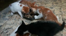 Kitty Participate In Food Challenge