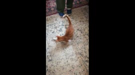 Kitty Likes Fishing