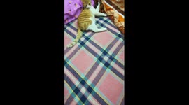 Kitty Morning Quarantine Plays