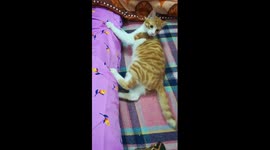 Kitty Play With Owner On Bed