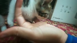 Angle Kitty