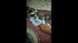Kitty Fight Not Over
