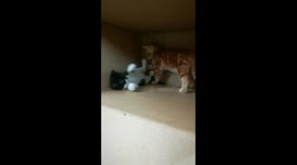 Kitty Fight With Brother