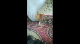 Kitty Jumps High