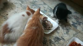 Lunch Party Made For Kitties
