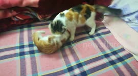 Mother And Kitty Bed Fight