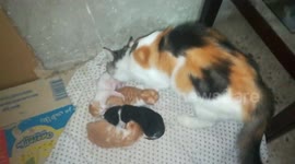 Mother Cleans Her Born Kitties