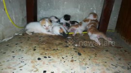 Mother Gave Birth To Six Kitties