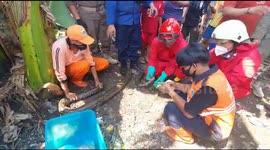 Evacuation of Sanca Snakes Enter the residents' water pipes