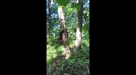 Brown bear climbs tree causing it to collapse in Russian forest