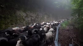 Hundreds of sheep take over narrow mountain road in Switzerland