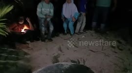 Sea turtle conservation campaign to children in Indonesia