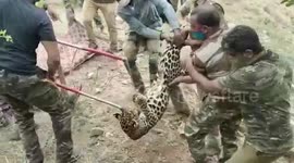 Forest officials rescue injured leopard from private land in south India