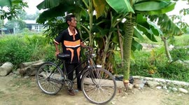 A thousand bananas grow in Padang, west sumatera, indonesia