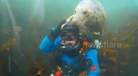 Diver gets an unexpected underwater cuddle from a seal