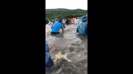 Thousands catch fish with bare hands at annual festival in Vietnam