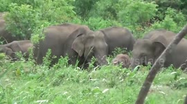Selfie seeking commuters prevent herd of wild elephants from crossing road in Sri Lanka