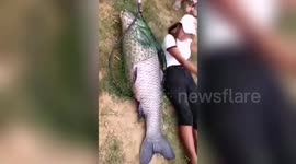 Giant black carp caught in river by Chinese fisherman