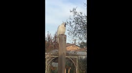 This is what a hungry cockatoo sounds like when it screams