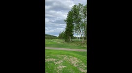 Reindeer on golf court