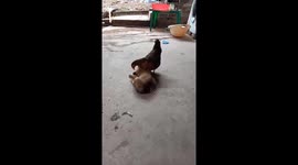 Beautiful friendship between the chicken and the puppy