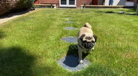 Instagram influencer Pangpang the Pug running outside, running out of the house, playing in the garden