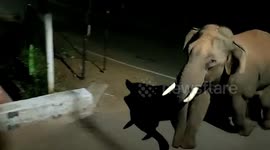 Panic grips locals as wild elephant strays into residential area in southern India