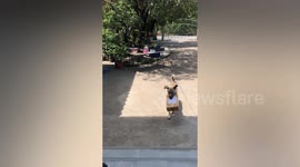 Clever pet dog collects parcel for owner in exchange for treats