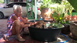 Golden Retriever cools down in tub of water amid hot temperatures in Thailand