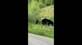 Close Encounter With Baby Bear Cubs