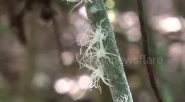 Insects with Einstein-like 'hair' spotted in Malaysian forest